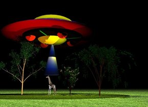 It is night. The flying saucer is 10 feet above the ground. The dome of the flying saucer is yellow. The ground is grass. The white light is 20 feet above the flying saucer. The tiny giraffe is on the ground. It has a giraffe image. The giraffe is facing west. The small yellow light is 5 feet above the giraffe. The small yellow light is 2 feet right of the giraffe. The tiny white ash tree is next to the giraffe. The tiny cherry tree is behind the giraffe. The tiny weeping willow tree is behind the giraffe. The huge cone is 2 inches above the giraffe. It is 84 inches tall. It is 3 feet wide. The huge cone is image-5245. The dark orange light is 2 feet left of the giraffe.