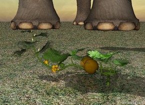 The squash is on the grass ground.  The elephant is on the squash.
