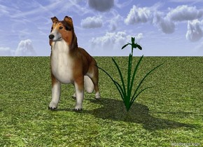 collie. flower.
the ground is grass.

