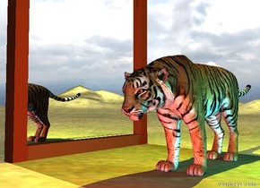  the extremely wide mirror is on the dirt mountain range. it is cloudy.
the tiger is three feet to the right of the mirror. the mirror is facing right.

the yellow light is 1 foot above the tiger. a cyan light is a foot right of the tiger. a red light is in front of the tiger. 
