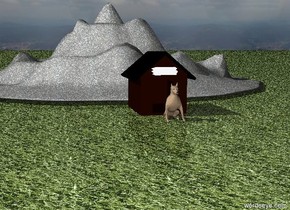 small Dog at doghouse.
Grass ground.
very small rock mountain behind doghouse