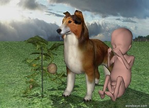 the ground is grass.

the collie is to the right of the melon. the very large baby is to the right of the collie.


