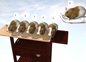 the 5 guinea pigs fit on the table. the ground is shiny. a large hand is 7 inches above and -5 inches to the right of the table. it is facing right. it is face up. another guinea pig is 3 inches in the hand. the guinea pig is facing southwest. 