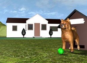 The dog is in front of the dog house. the ground is grass. there is a house 2 feet behind and 2 feet to the left of the dog house. the house is facing southeast. the ground is unreflective. there is a ball in front of the dog. 
