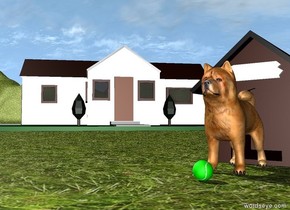 The dog is in front of the dog house. the ground is grass. there is a house 2 feet behind and 2 feet to the left of the dog house. the house is facing southeast. the ground is unreflective. there is a ball in front of the dog. 

