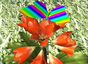 There is a rainbow butterfly on a potted plant. ground is grass.