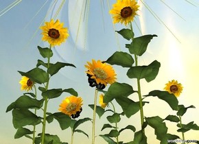 It is afternoon. The ground is grass. The sky is facing east.

There is a 6 feet tall 1st sunflower on the ground. The 1st sunflower is facing north. The 1st sunflower is .3 feet in the ground.  There is a giant 1st sun symbol .4 feet above the 1st sunflower. The 1st symbol faces north. There is a giant 2nd sun symbol -2 feet inside the 1st symbol. 

There is a 6 feet tall 2nd sunflower .6 feet south of the 1st sunflower. The 2nd sunflower is facing north. The 2nd sunflower is .4 feet in the ground. 

There is a 6 feet tall 3rd sunflower .5 feet east of the 1st sunflower. The 3rd sunflower is facing northwest. The 3rd sunflower is .5 feet in the ground. 

There is a 6 feet tall 4th sunflower .5 feet west of the 1st sunflower. The 4th sunflower is facing northeast. The 4th sunflower is .6 feet in the ground. 

There is a 6 feet tall 5th sunflower .5 feet northwest of the 1st sunflower. The 5th sunflower is facing north. The 5th sunflower is .7 feet in the ground. 

There is a 6 feet tall 6th sunflower .5 feet northeast of the 1st sunflower. The 6th sunflower is facing north. The 6th sunflower is .2 feet in the ground. 

There is a 6 feet tall 7th sunflower .5 feet southwest of the 1st sunflower. The 7th sunflower is facing northeast. The 7th sunflower is .3 feet in the ground. 