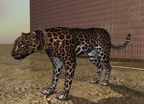 There is a leopard two feet in front of a 
very big rusty dark gold cage. The leopard is on the ground. The cage is 2.5 feet in the ground. The leopard is one inch in front of the cage. There is a rusty dark gold collar 52 inches in front of the cage. The collar is 12.25 inches in the air. The ground is dirt. There is a  dark gold very small floor on the ground. The floor is 2 feet behind the leopard. There is a big rusty copper wall behind the cage.