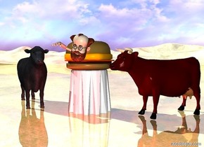 a table.a  2 feet tall hamburger is on the table.a 2 feet tall man is -20 inches above the hamburger.the man is -42 inches in front of the hamburger.a first cow is 1 inches left of the table.the first cow is facing southeast.a second cow is 1 inches right of the table.the second cow is facing southwest.a red light is 1 feet in front of the table.the ground is shiny grass.the sun is antique silver.