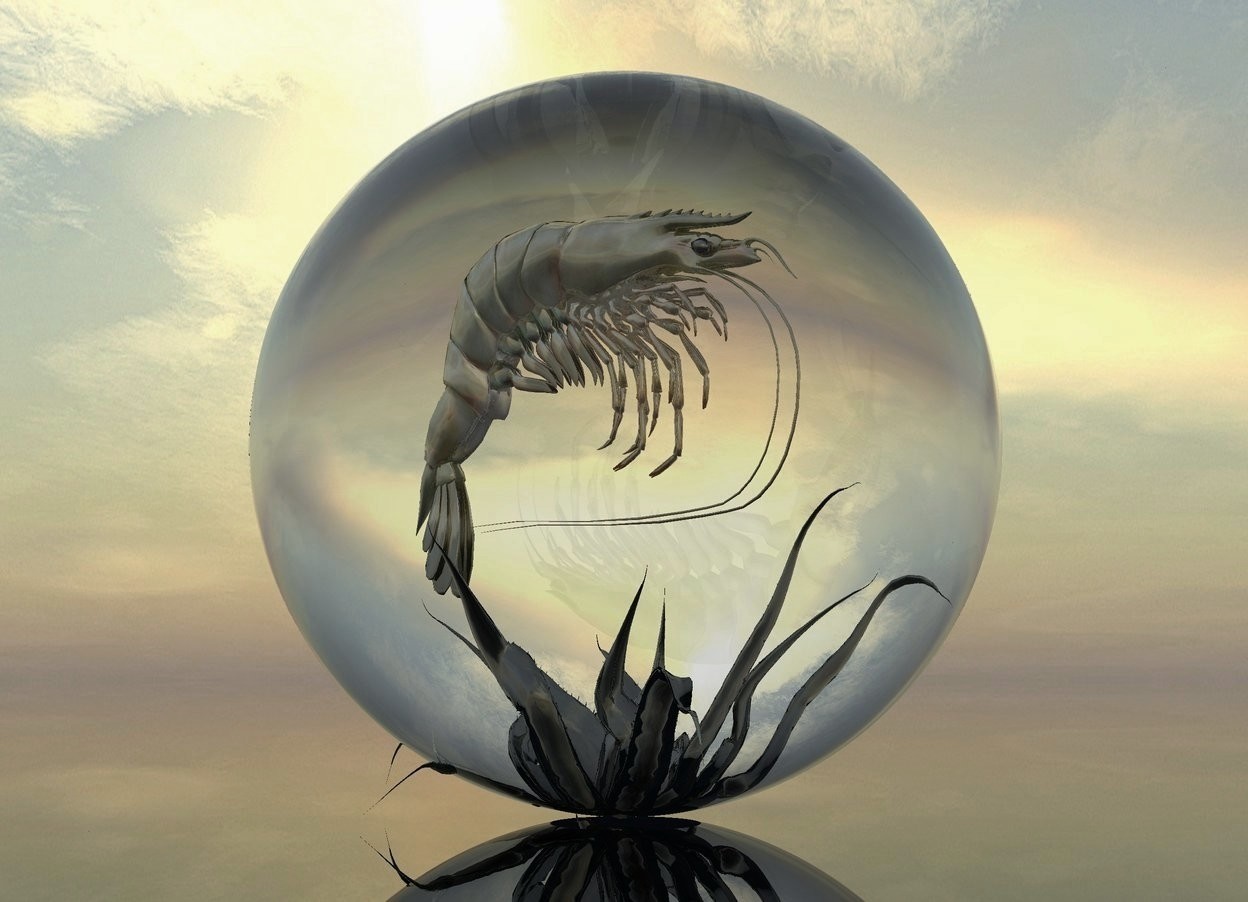 Input text: A shiny shrimp is 7.5 inch in a clear sphere. It is facing southeast. The ground is clear. A tiny dark shiny plant is 1 foot in the sphere.