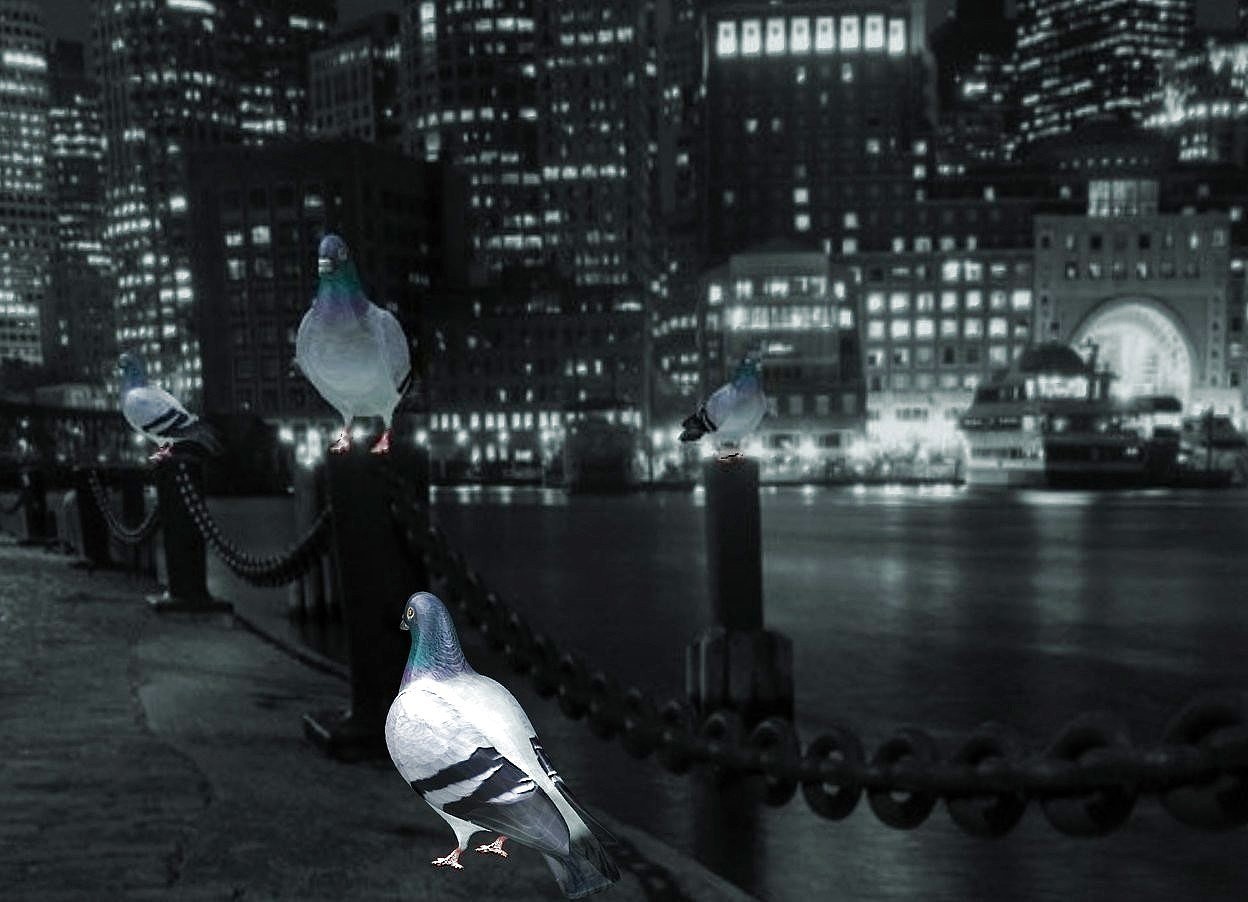 Input text: a [pigeon] wall. camera light is black. ambient light is sea mist blue. sun is blue gray. a 1.8 foot tall dull pigeon is -7 feet above and in front of and -5 feet left of the wall. it faces northwest.