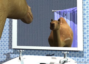 a camel is -.3 feet  in front of a 5 foot tall solid white bathroom sink. it faces back.  it leans 10 degrees to the front. it is .5 foot in the ground. a big wall is behind the sink. the wall is [texture]. a 5 foot tall and 4 foot wide white mirror is  above and -.2 feet behind the sink.  sky is [texture]. camera light is black. it is noon.a big shiny shower curtain is in front of the camel. a sea mist blue light is 10 feet right of and -1 foot above the camel. ground is invisible. sun is dim. a linen light is 10 feet above the camel.