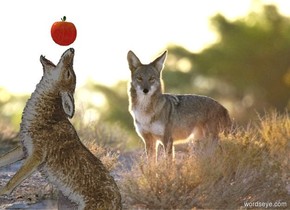 [coyote] backdrop. Yellow sky.  ambient light is white. camera light is black.  A small 70% dark fox leans 45 degrees to the west. An apple is -.15 feet above him.