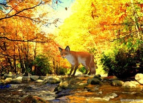 sun is orange. ambient light is white. Camera light is black. Sun's azimuth is 180 degrees. Sun's altitude is 90 degrees. [river] backdrop. sky is [marsh].

A fox is on the ground.