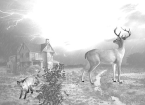 white [Storm] backdrop. [country road] sky.

A gray deer faces north. A fox is 4 feet south of him. The fox is gray. He faces southeast. A 3 foot tall gray bush is 1.5 feet east of him. 
Sun's altitude is 20 degrees.
Sun's azimuth is 45 degrees.
Ambient light is white. Camera light is black. Invisible shadow plane.