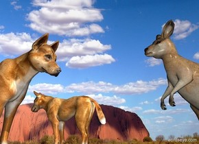 Australia sky. The dingo faces west. A kangaroo is 1 feet west of him and 1 feet south of him. The kangaroo faces the dingo. A dingo is 2 feet east of him and -1 feet south of him. He faces east.